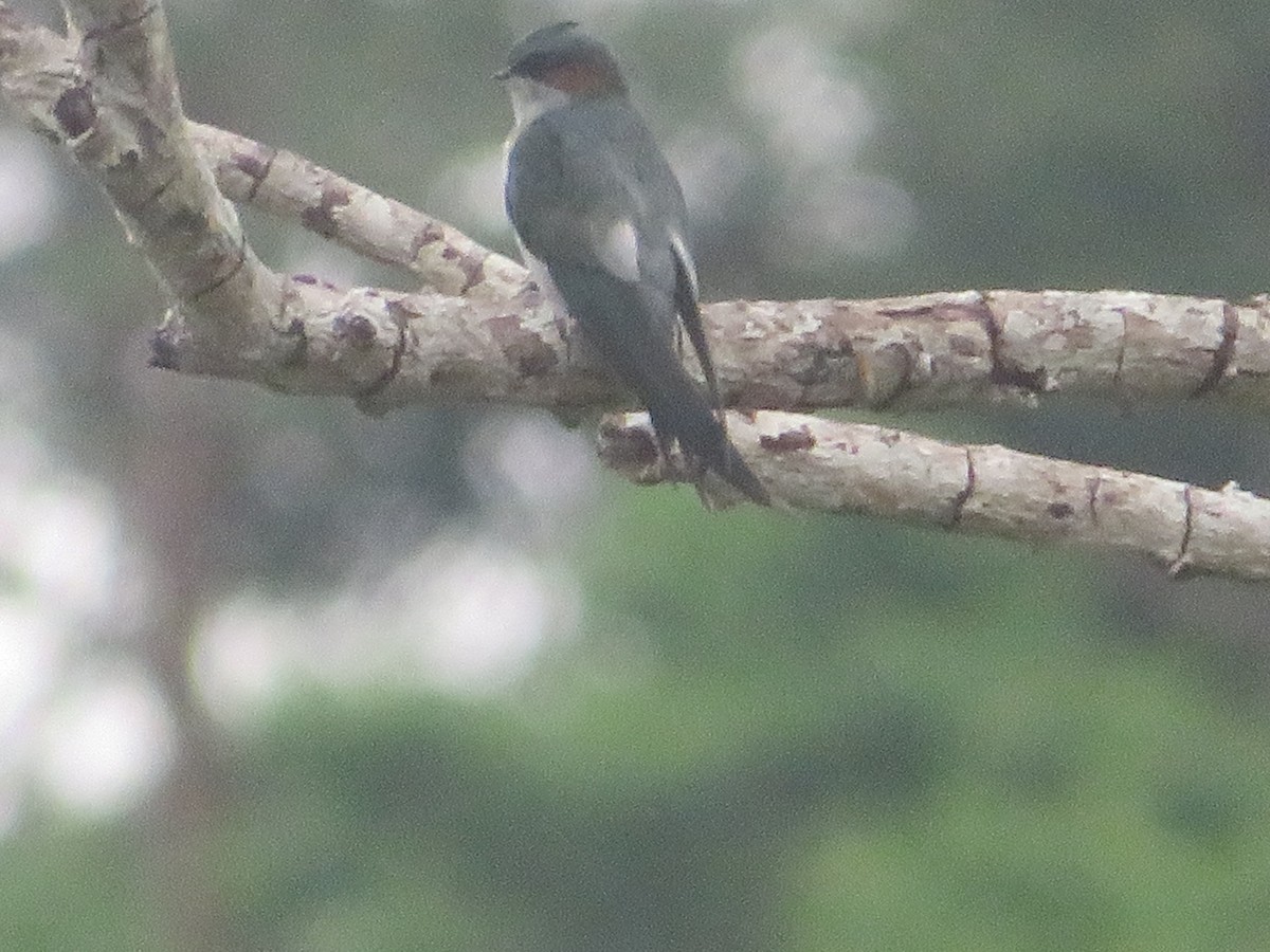 Gray-rumped Treeswift - ML623866213