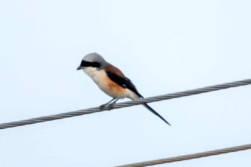 Bay-backed Shrike - ML623866223