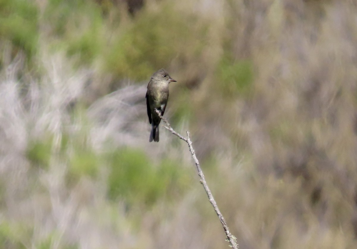 Western Wood-Pewee - ML623866234