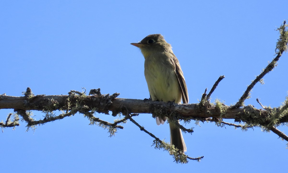 Western Flycatcher (Pacific-slope) - ML623866237