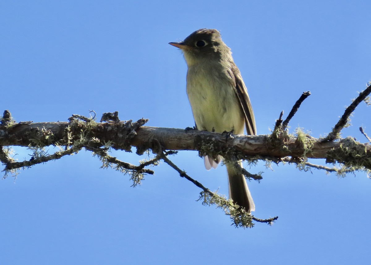 Western Flycatcher (Pacific-slope) - ML623866239