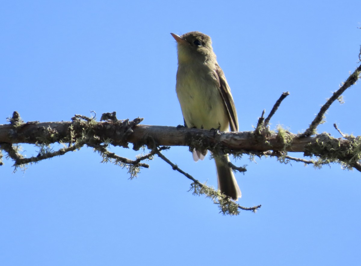 Western Flycatcher (Pacific-slope) - ML623866241