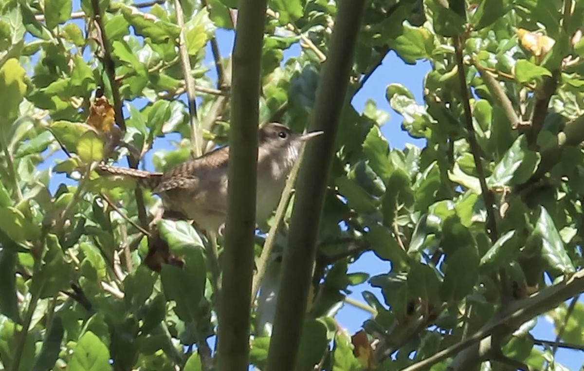 House Wren - ML623866256