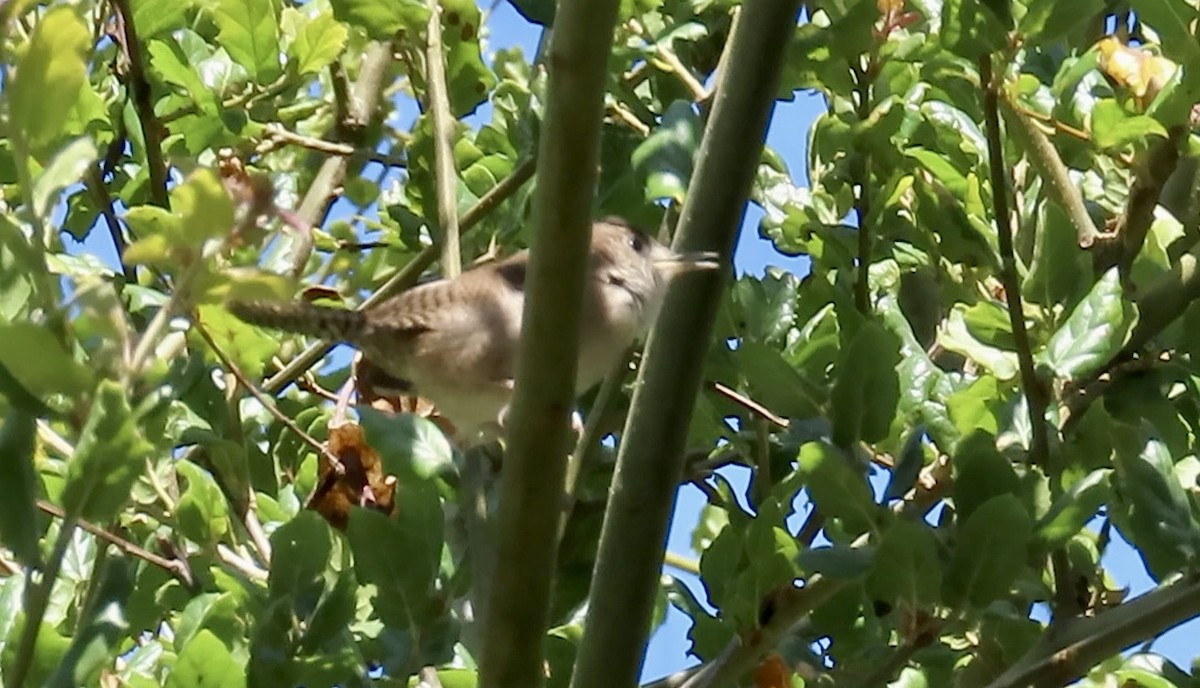 House Wren - ML623866257