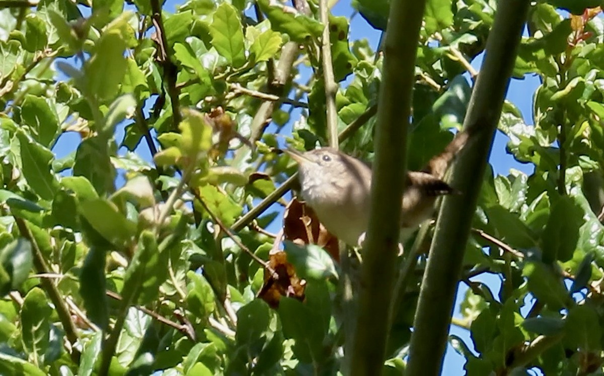 House Wren - Petra Clayton