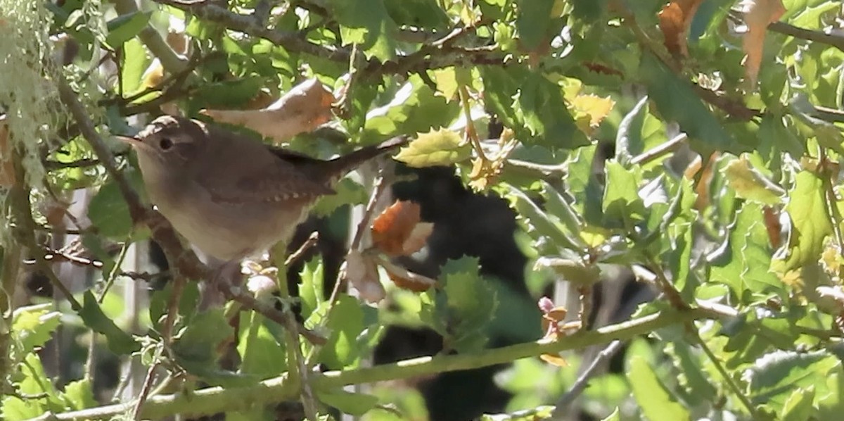 House Wren - ML623866261