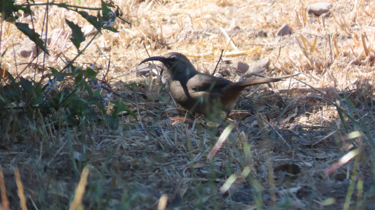 California Thrasher - ML623866268