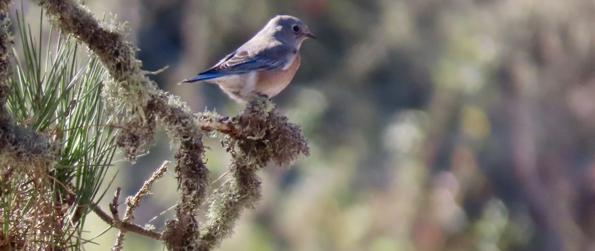 Western Bluebird - ML623866269