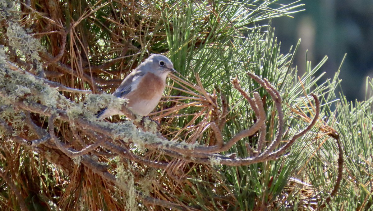 Western Bluebird - ML623866270