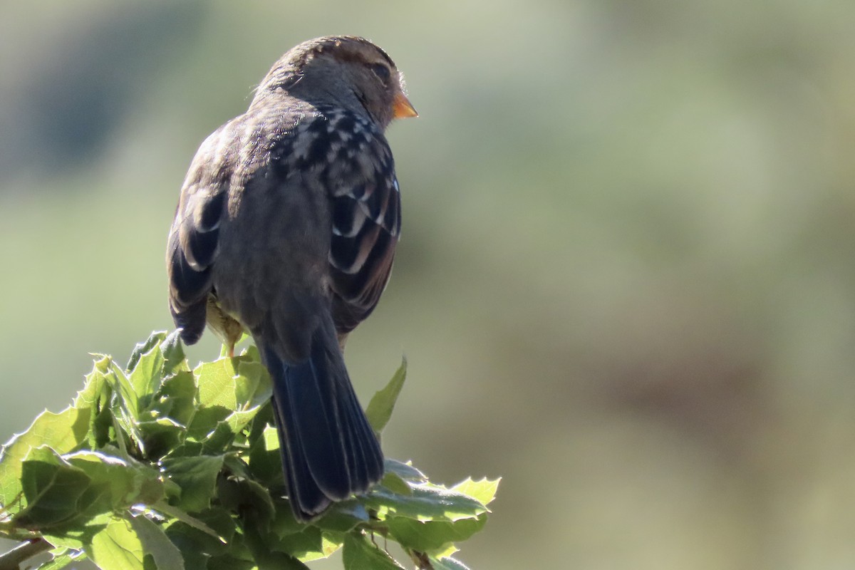 White-crowned Sparrow - ML623866271