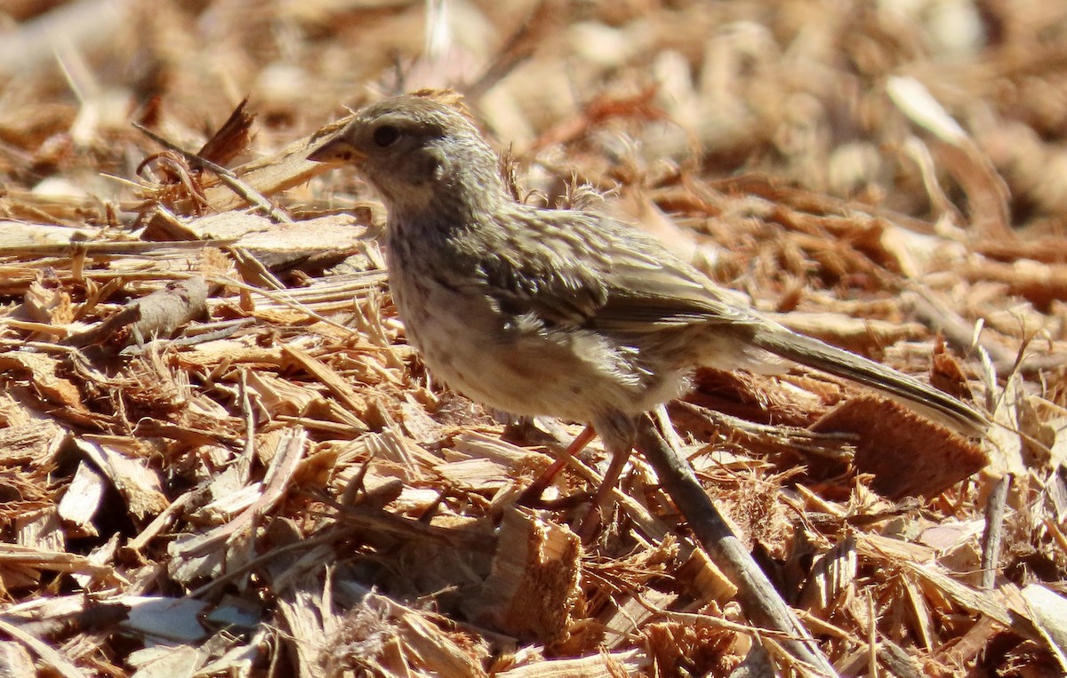 White-crowned Sparrow - ML623866273