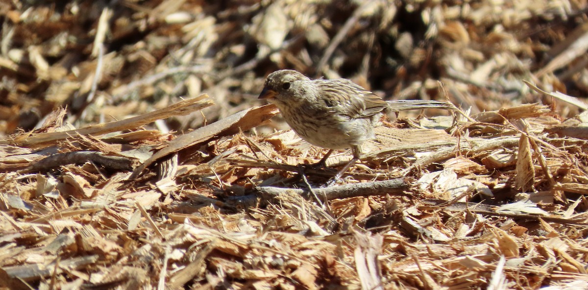 White-crowned Sparrow - ML623866277