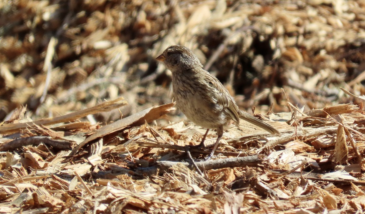 White-crowned Sparrow - ML623866279