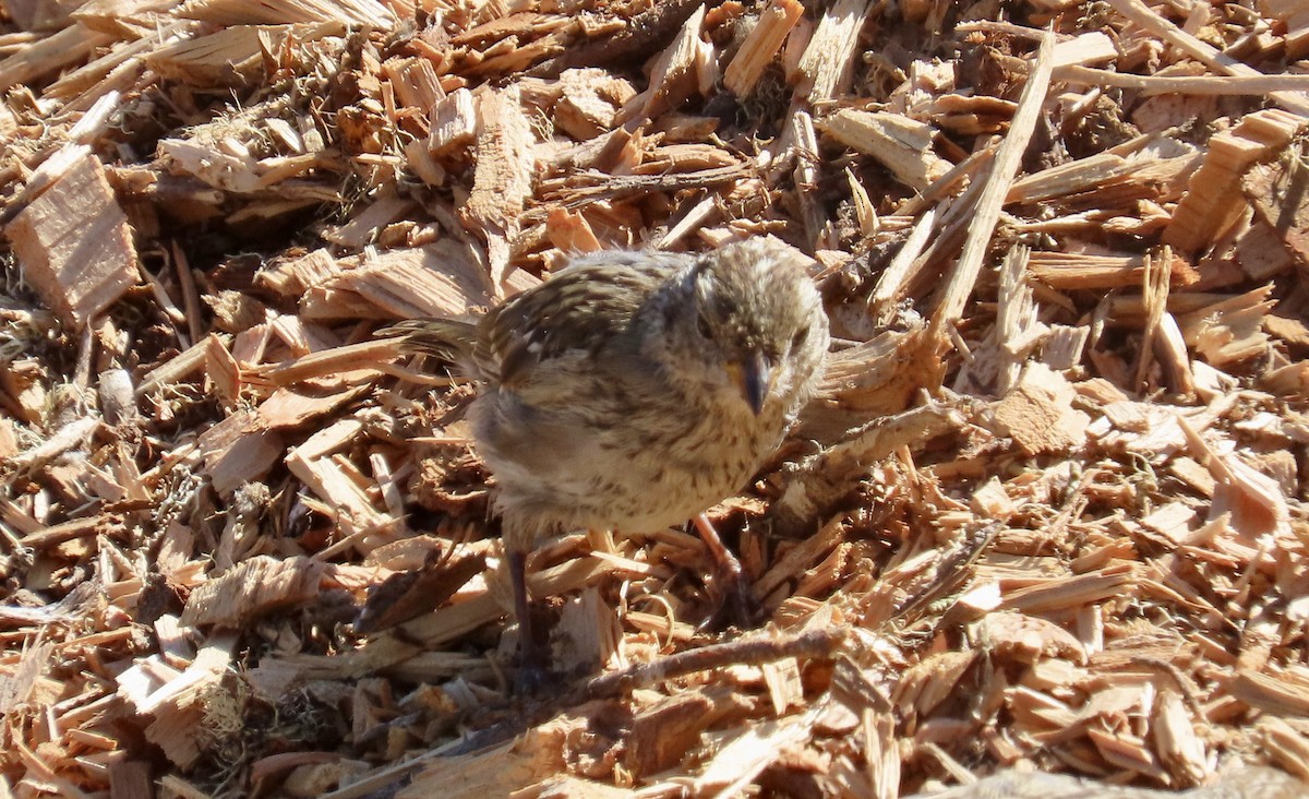 White-crowned Sparrow - ML623866280