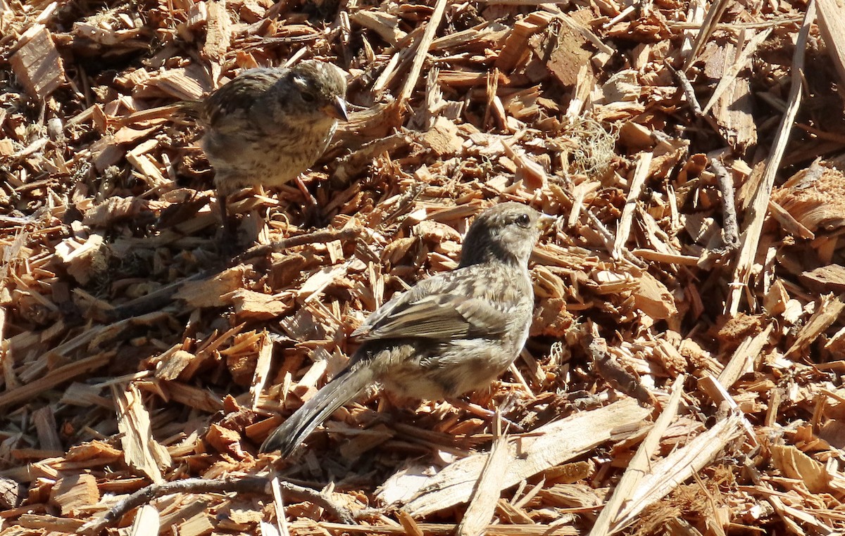 White-crowned Sparrow - ML623866283