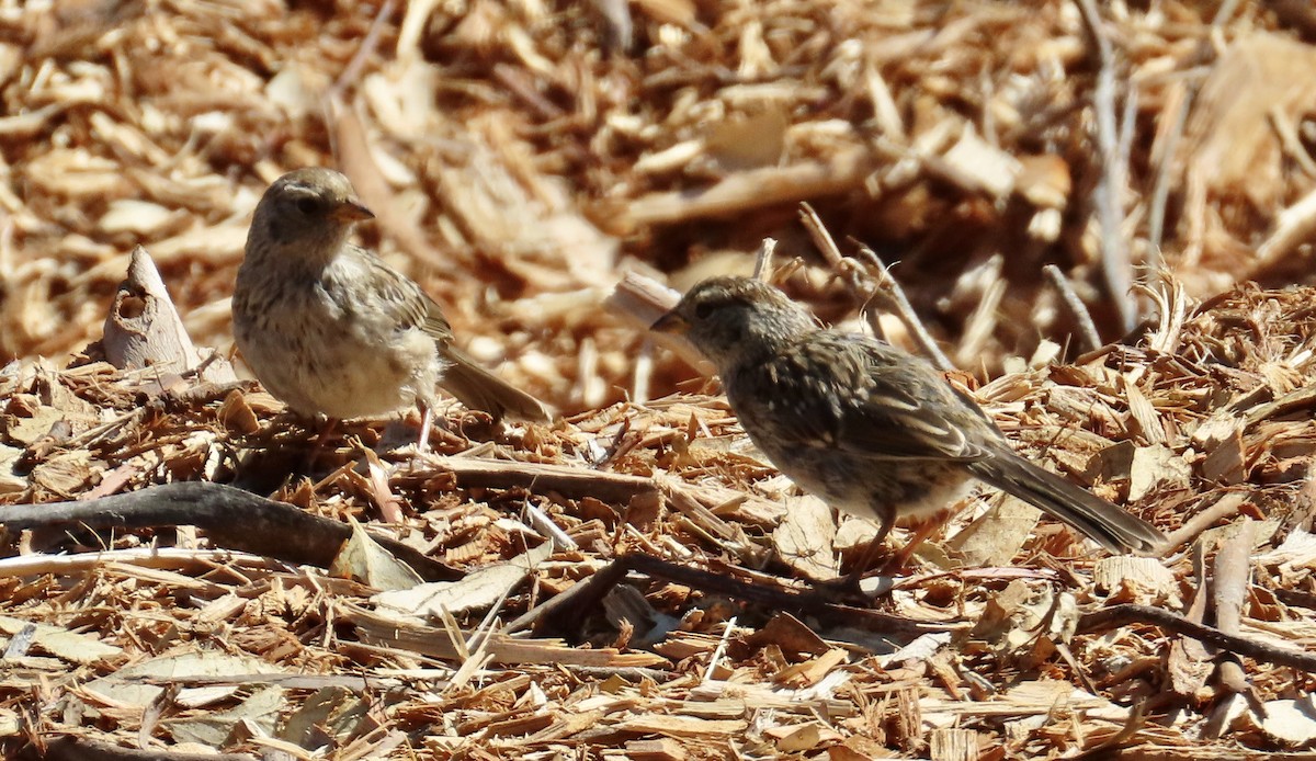 White-crowned Sparrow - ML623866287