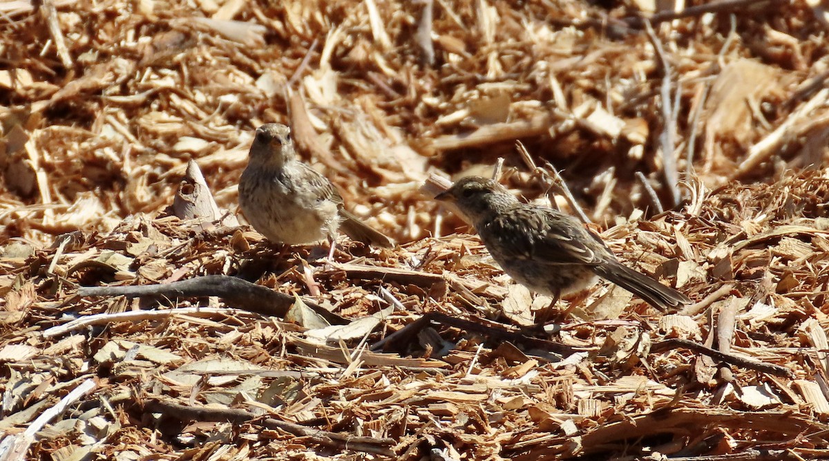 White-crowned Sparrow - ML623866299