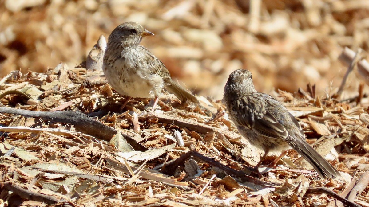 White-crowned Sparrow - Petra Clayton