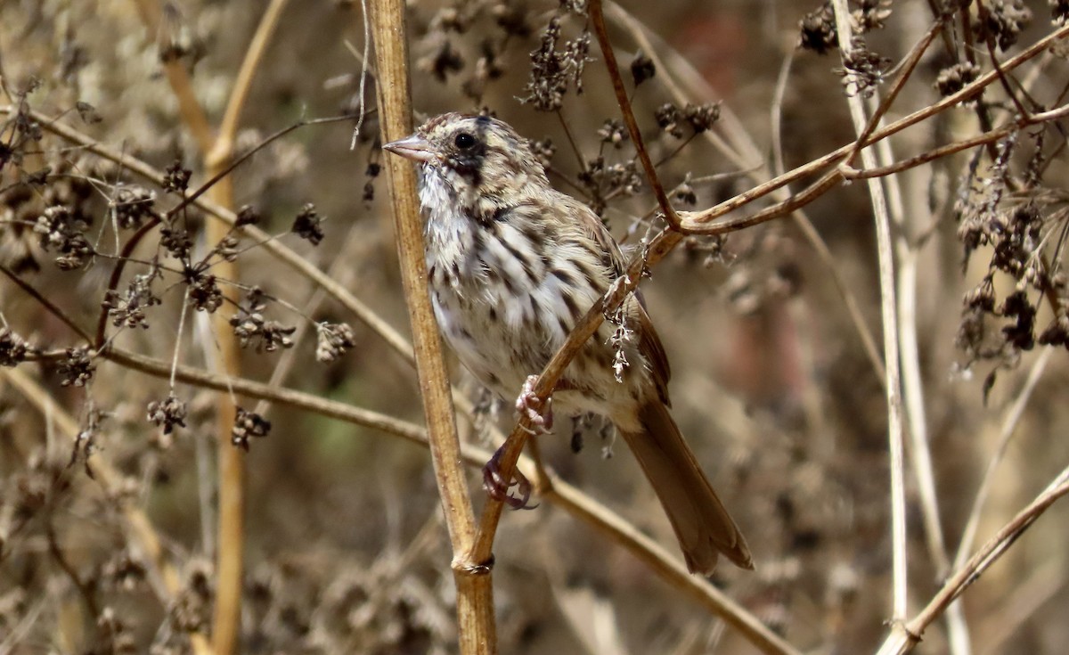 Song Sparrow - ML623866305