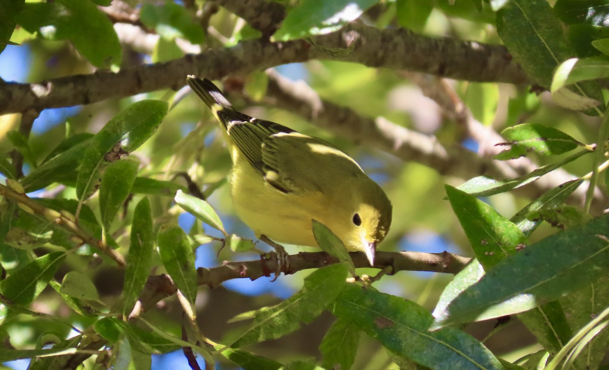 Yellow Warbler - ML623866306