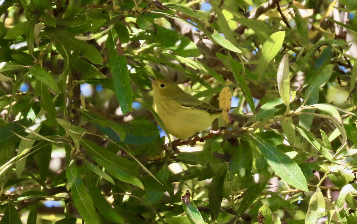 Yellow Warbler - ML623866309