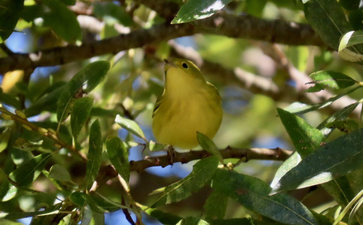 Yellow Warbler - ML623866312