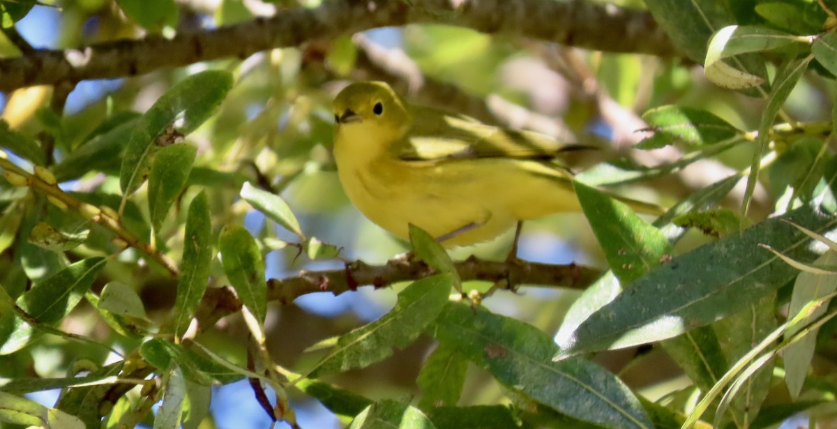 Yellow Warbler - ML623866317