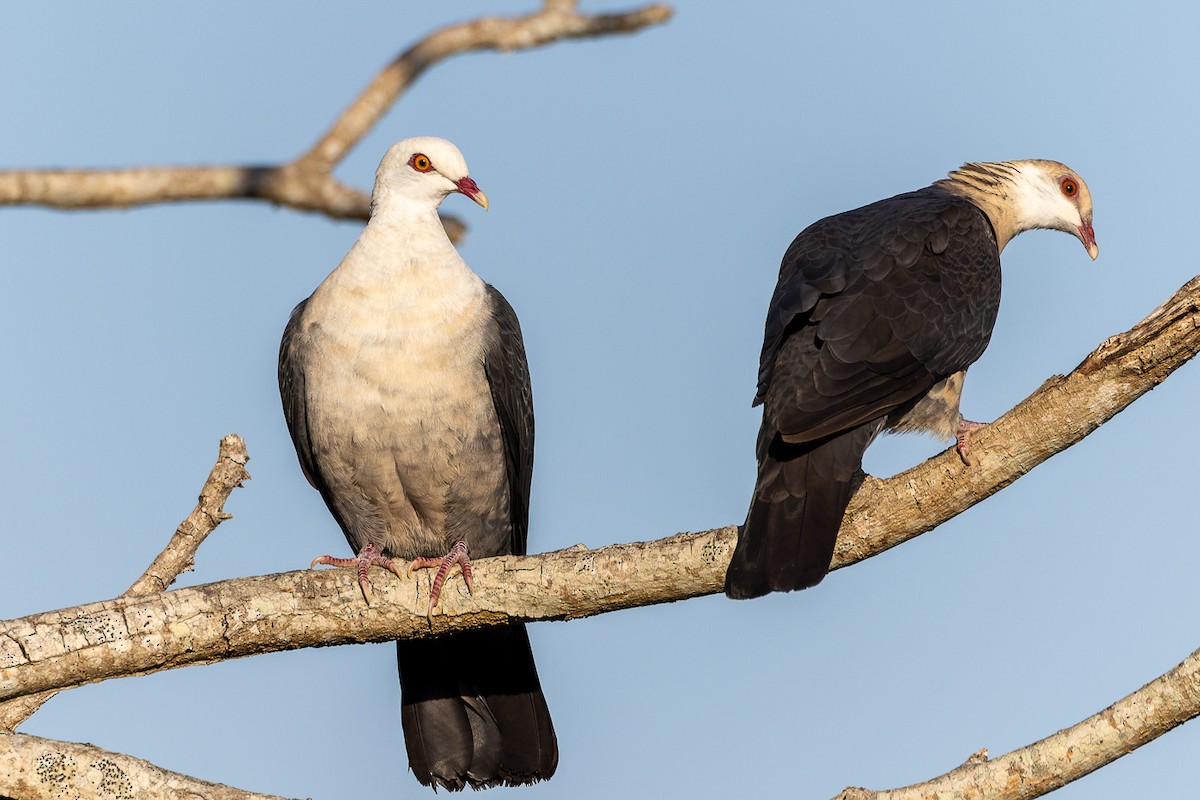 White-headed Pigeon - ML623866345