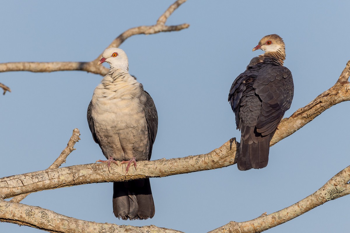 White-headed Pigeon - ML623866346