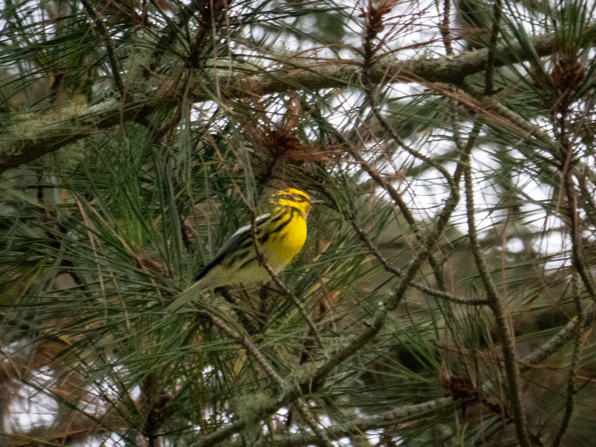 Townsend's Warbler - ML623866362