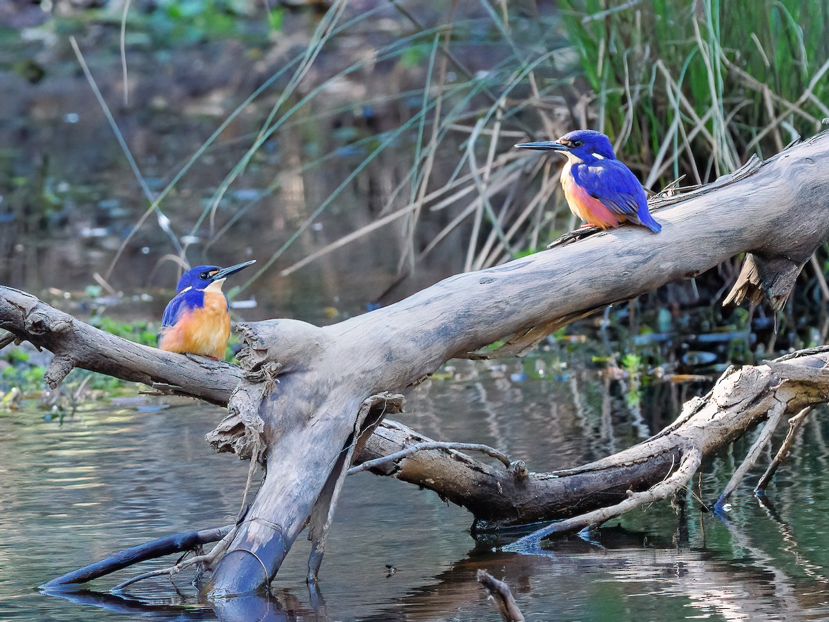 Azure Kingfisher - ML623866363