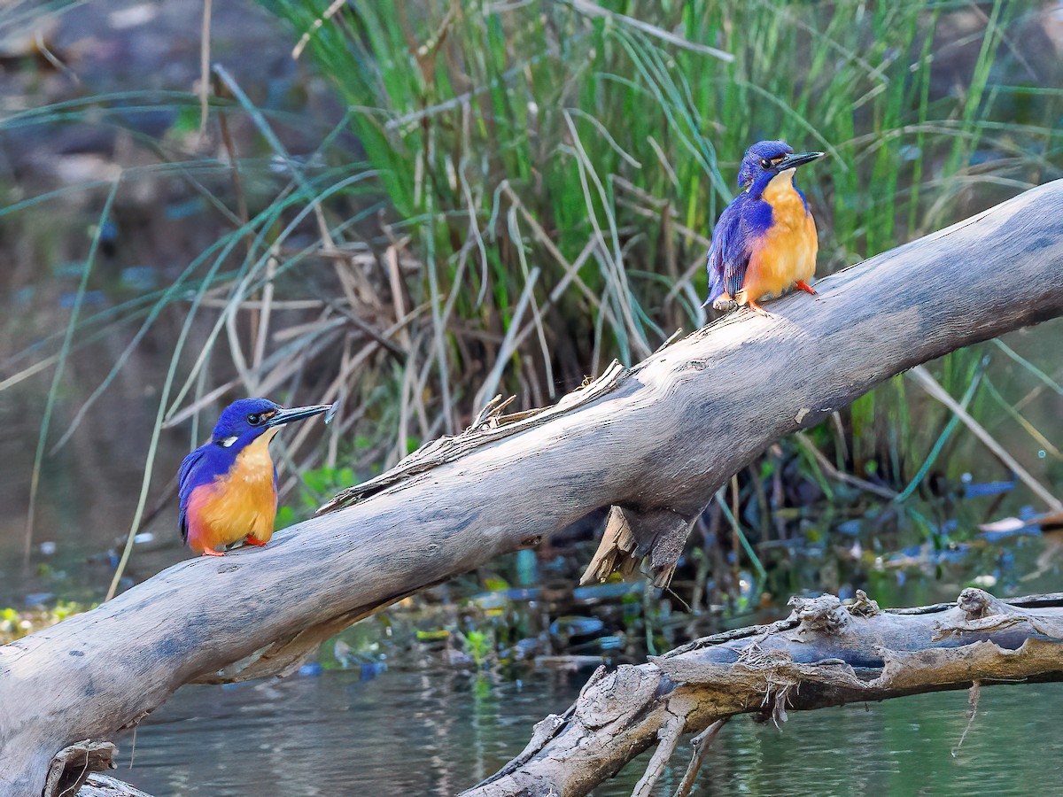 Azure Kingfisher - ML623866364