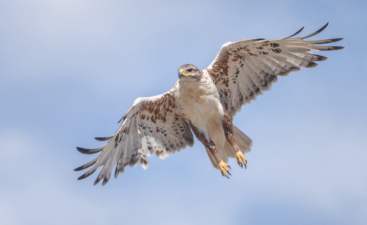 Ferruginous Hawk - ML623866374