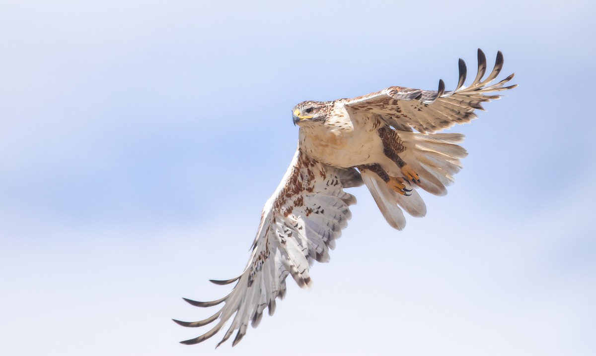 Ferruginous Hawk - ML623866376