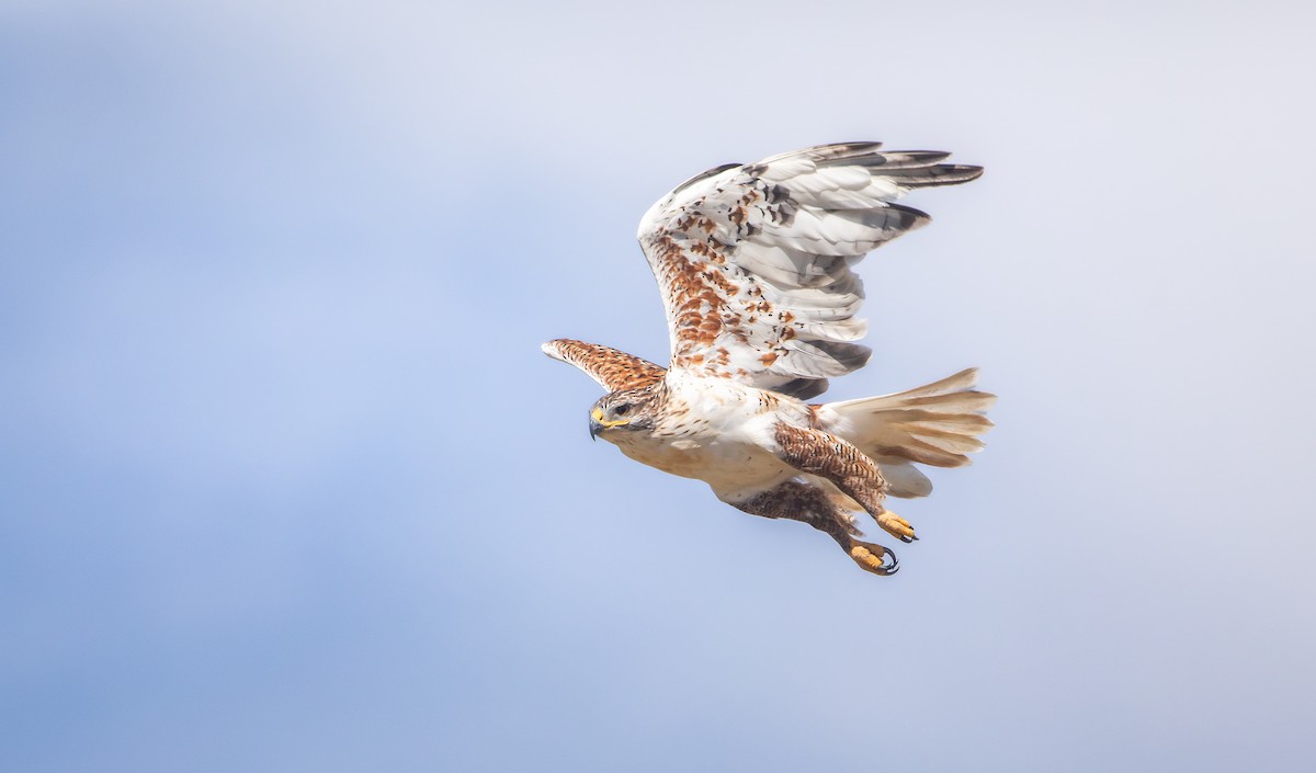 Ferruginous Hawk - ML623866377