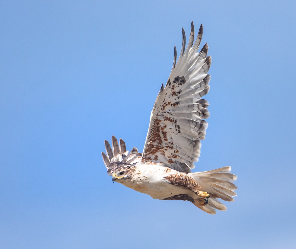 Ferruginous Hawk - ML623866378