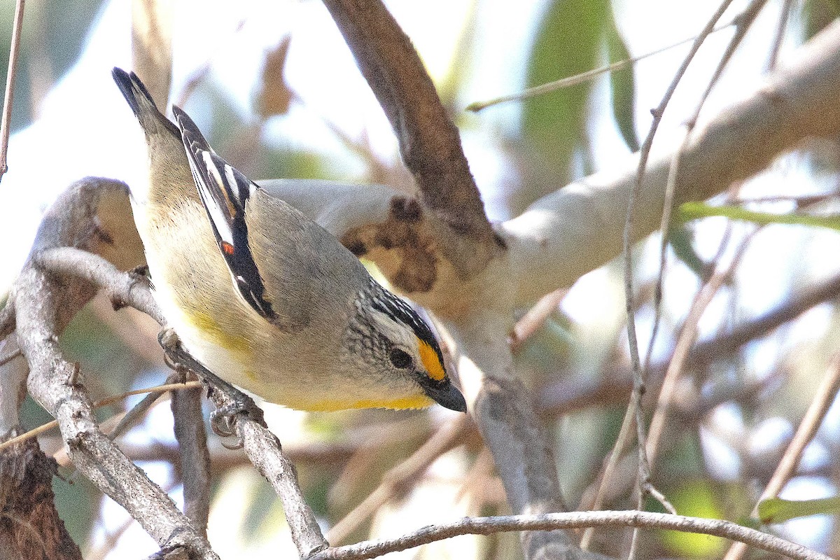 Streifenpanthervogel (substriatus) - ML623866384