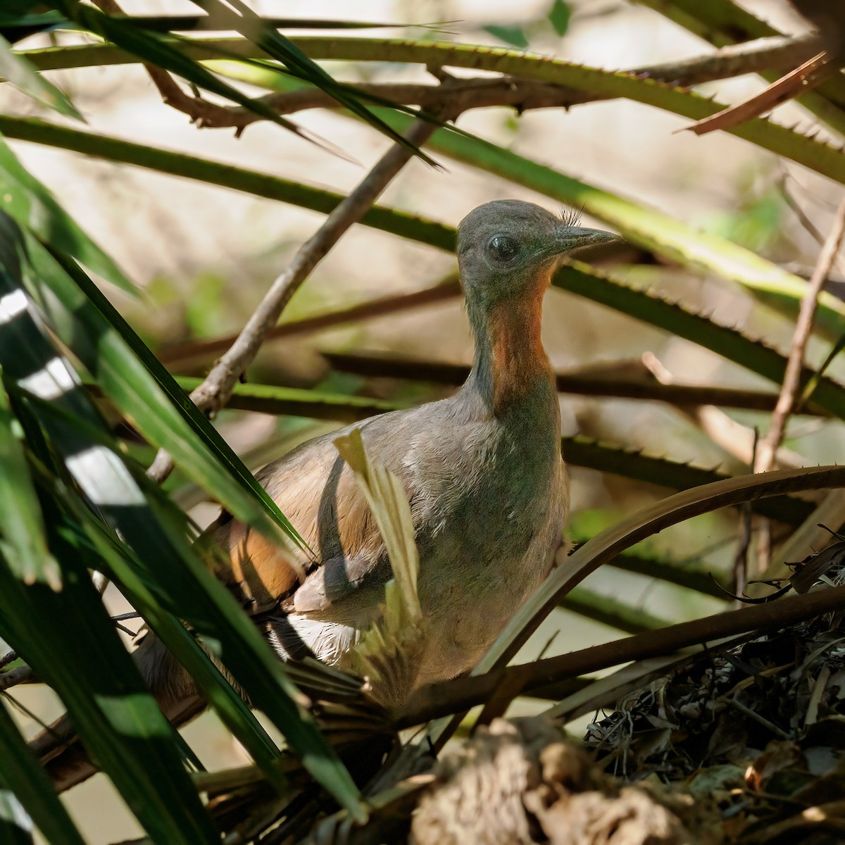 Superb Lyrebird - ML623866385