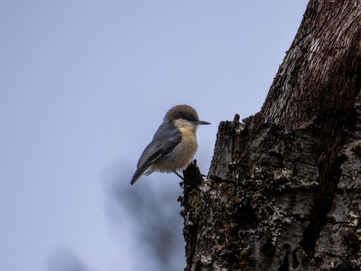 Pygmy Nuthatch - ML623866397