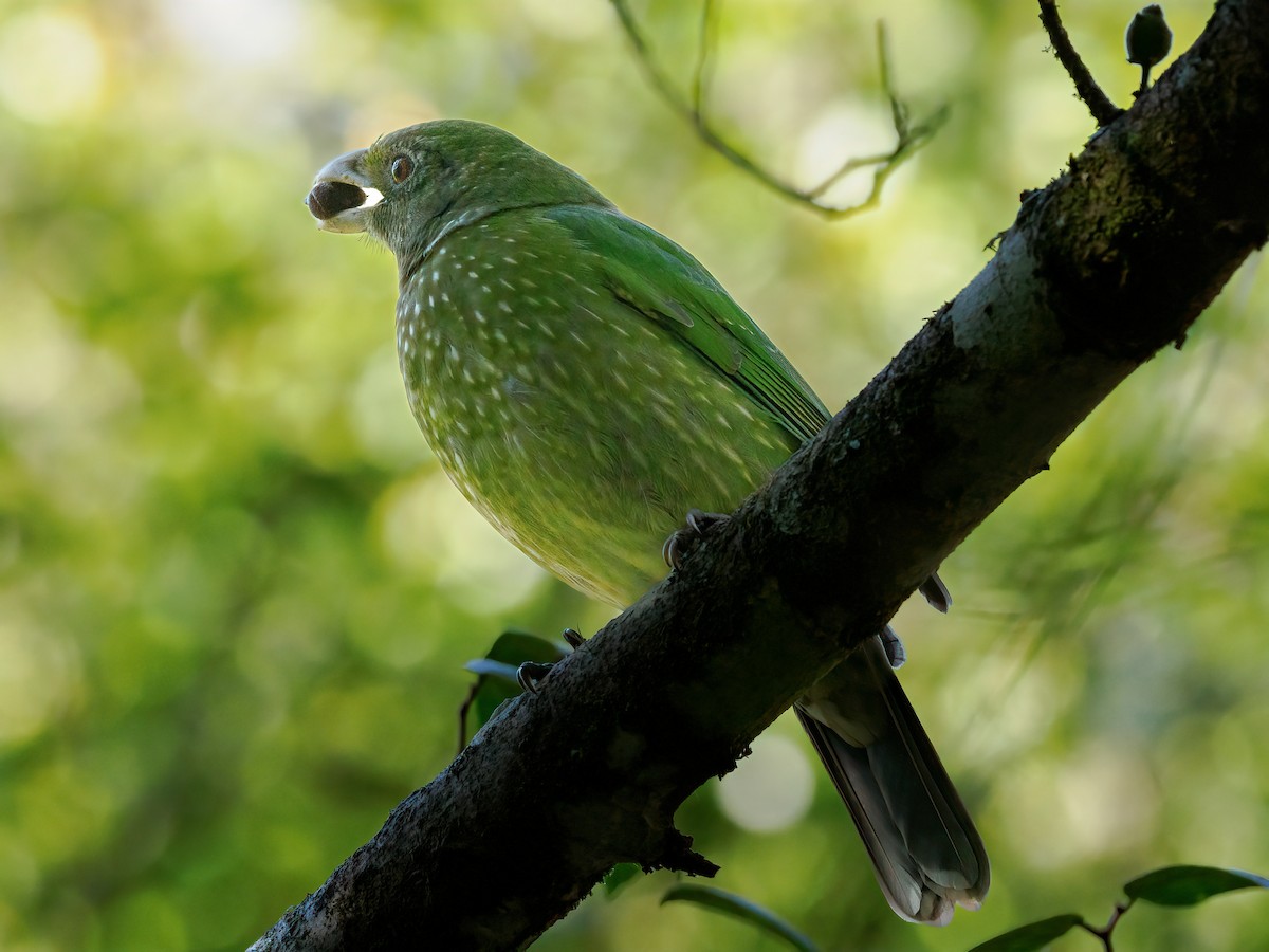 Green Catbird - ML623866398