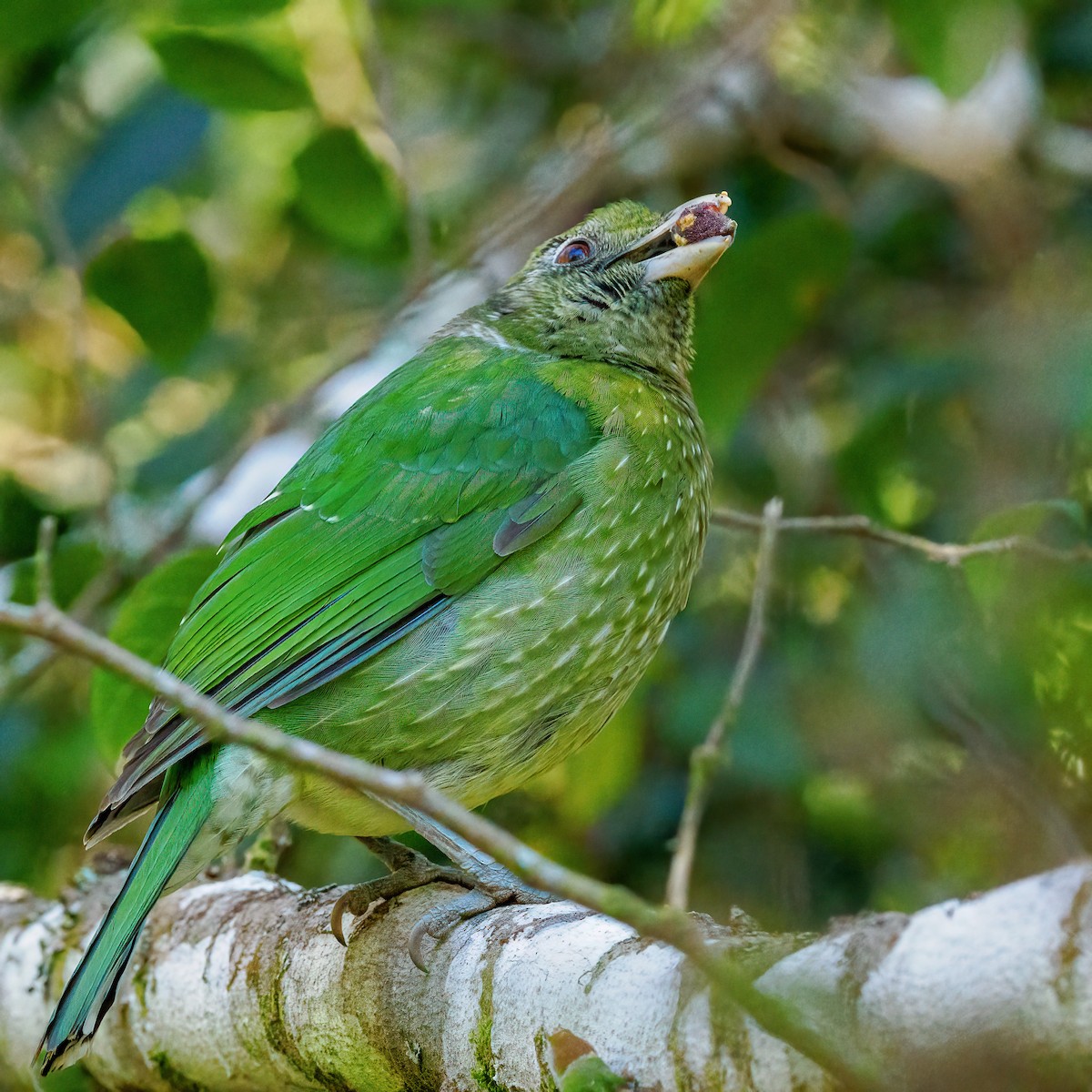 Green Catbird - ML623866399