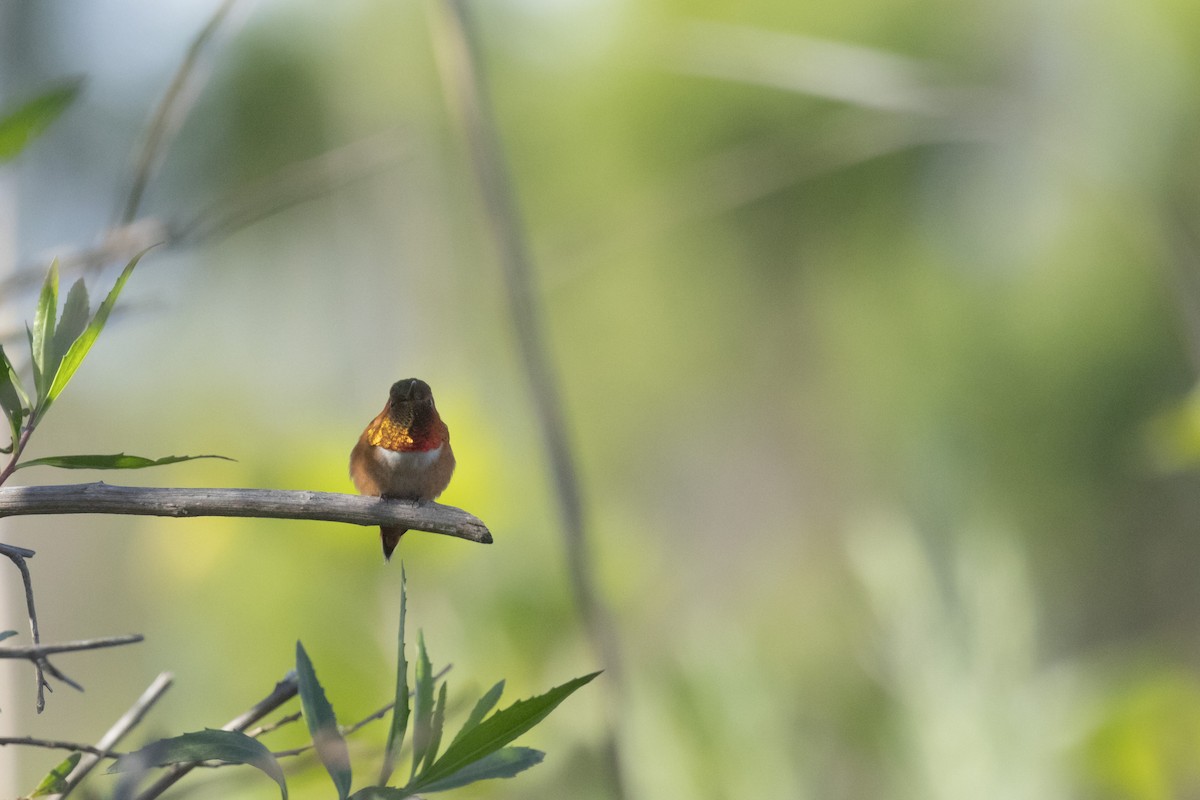 Colibrí de Allen - ML623866403