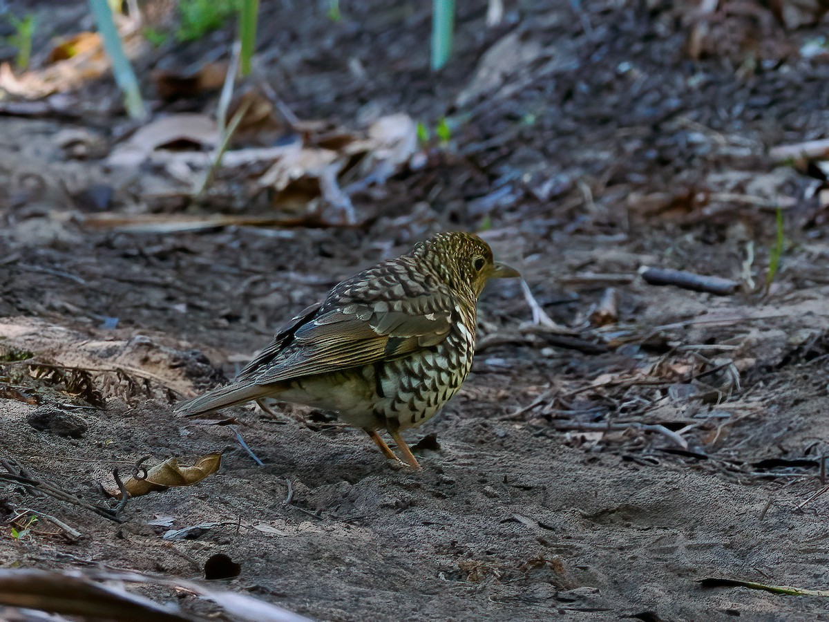 Bassian Thrush - ML623866405