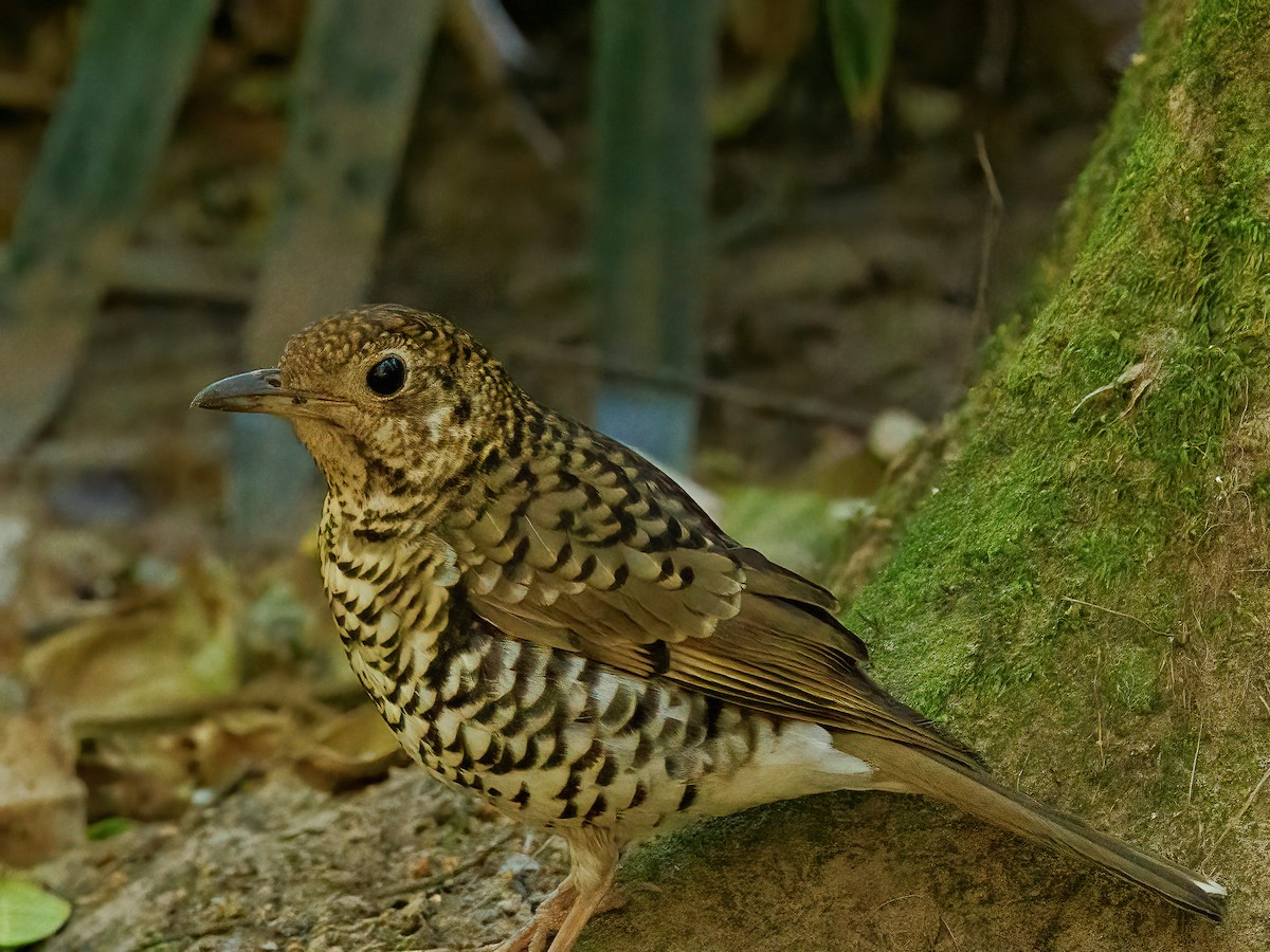 Bassian Thrush - ML623866406