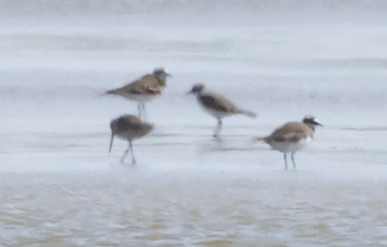 Long-billed Dowitcher - Joe Grzybowski