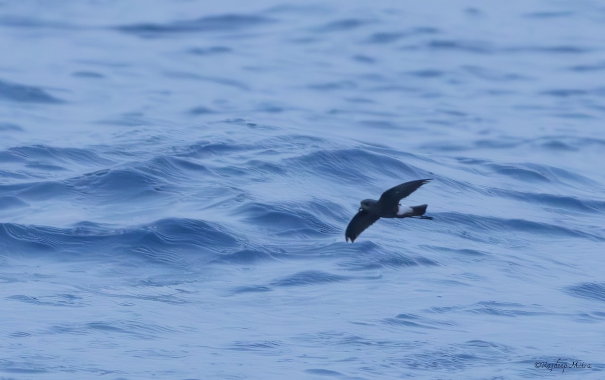 Wilson's Storm-Petrel - ML623866414