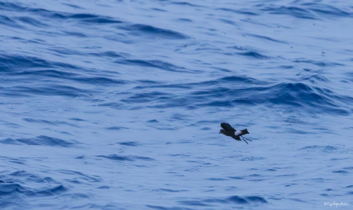 Wilson's Storm-Petrel - ML623866415