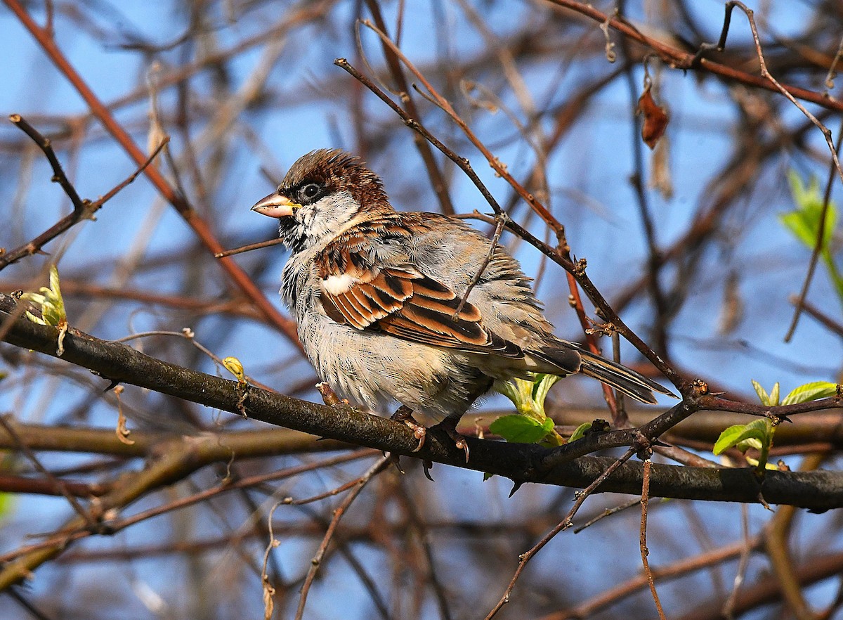 House Sparrow - ML623866422