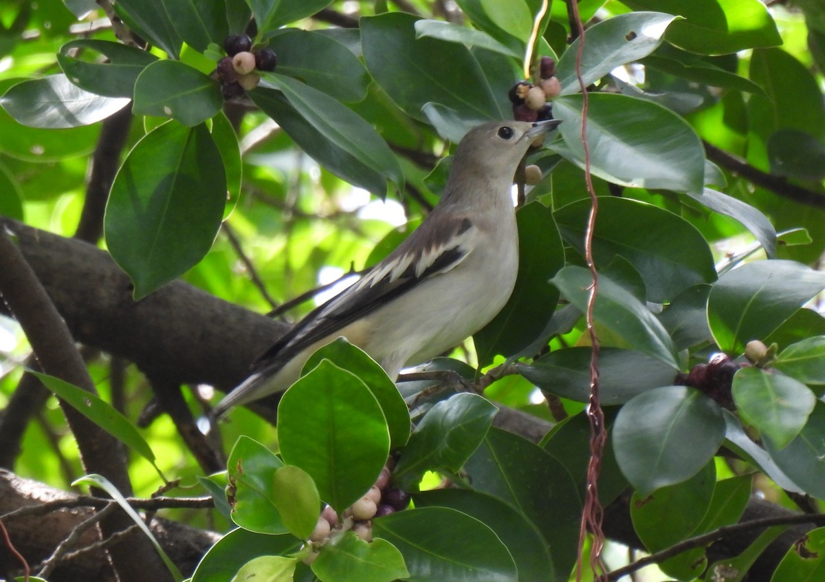 Daurian Starling - Suebsawat Sawat-chuto