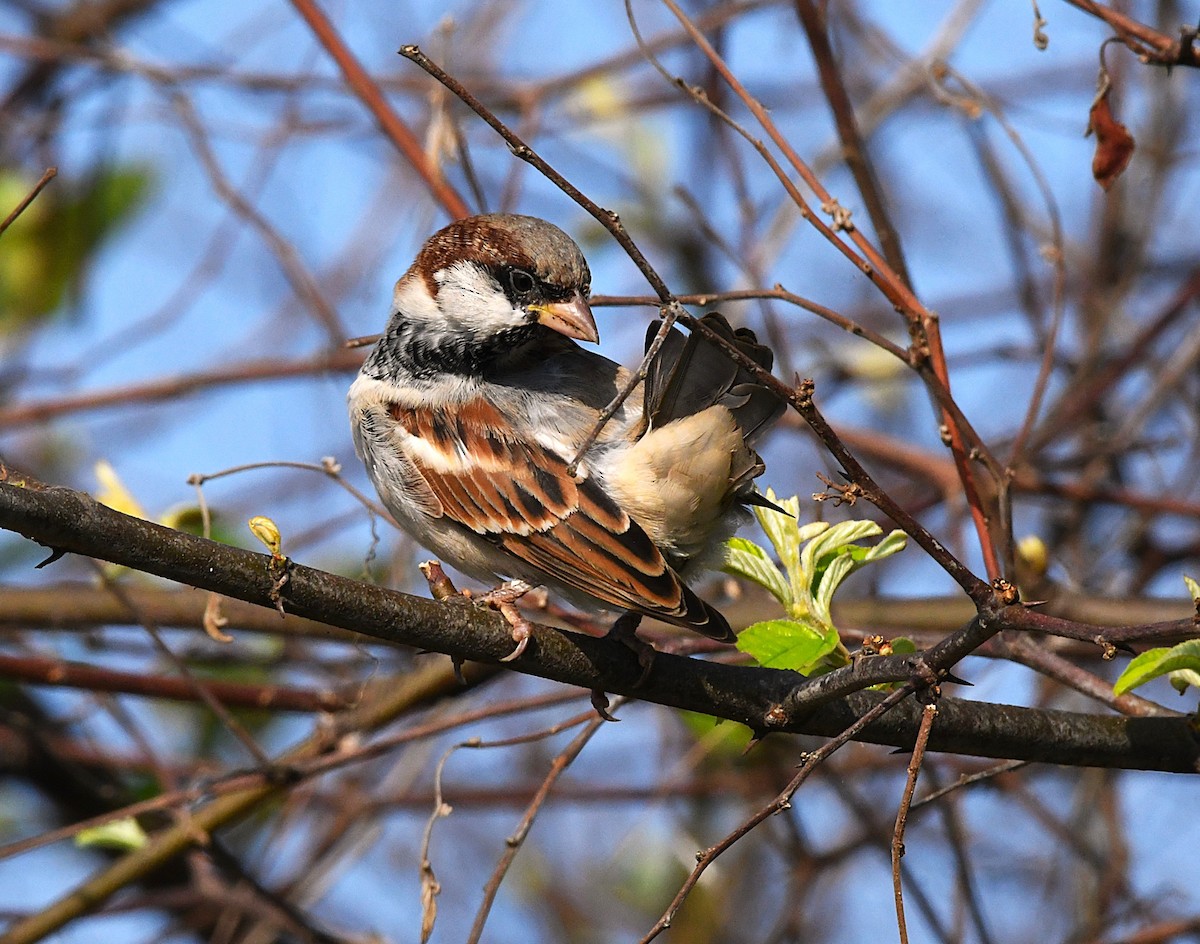 House Sparrow - ML623866427